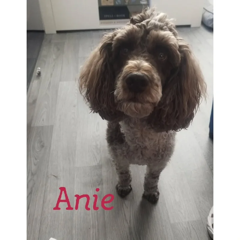 Anna's Dog Walking and Sitting project 2